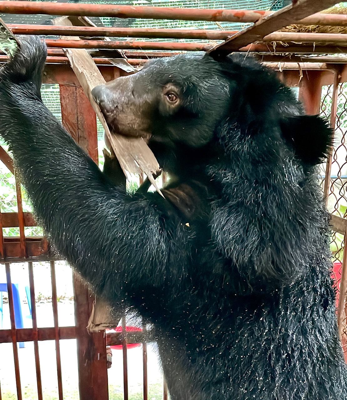 Hopeful News As Animals Asia Rescues A Bear Named Paddington After Living A  Heartbreaking Life On A Bile Farm For 17 Years - World Animal News