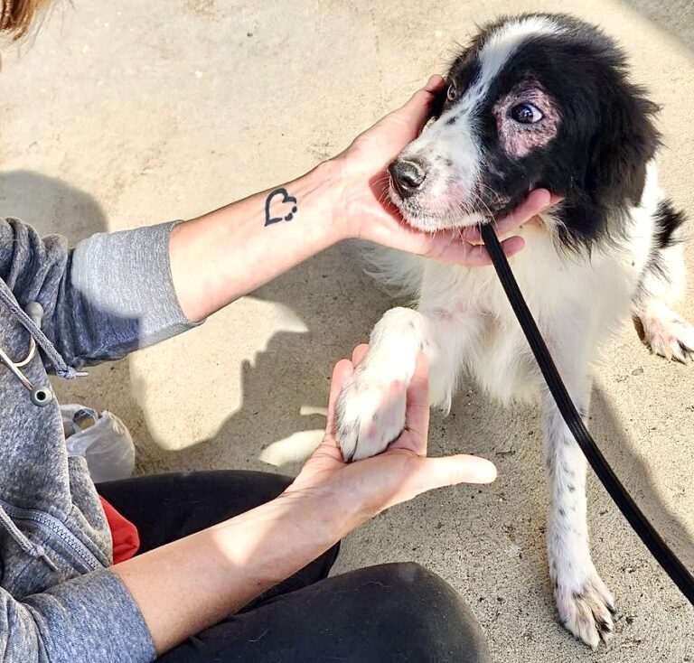 Fosters Needed For Some 232 Domestic & Farm Animals Recently Rescued From “Inhumane”Conditions At A Farm In Pennsylvania