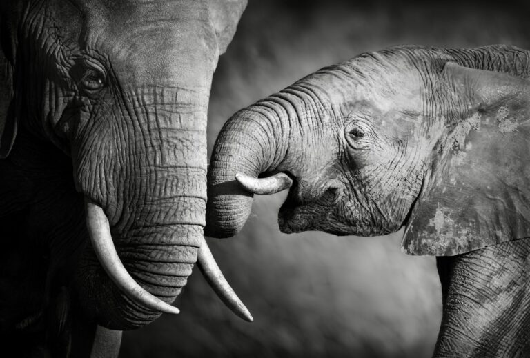 Historic Move As Pascal Ochiba Is Sentenced To Life In Prison By A Ugandan Court For Illegal Possession Of Elephant Ivory