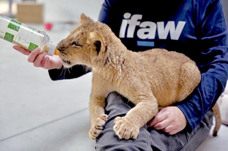 Four Lion Cubs & A Black Leopard Have Been Rescued From War-Torn Ukraine & Are Now Safe In Poland