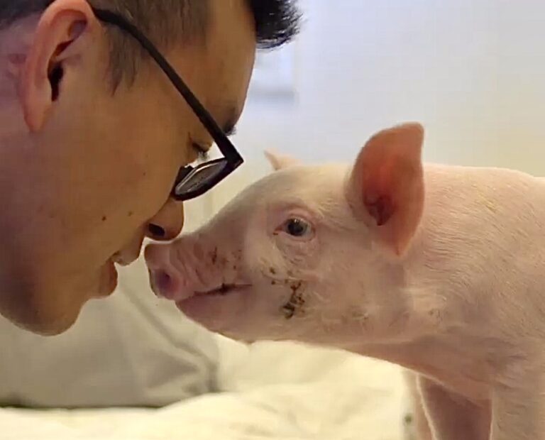 Trial Begins Today For The Controversial Case Against DXE’s Wayne Hsiung & Paul Darwin Picklesimer Who Rescued Two Sick Piglets From Slaughter
