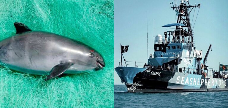 Mexico Teams Up With Sea Shepherd To Cement New Plan To Help Save The Last 20 Vaquita Remaining In The Wild