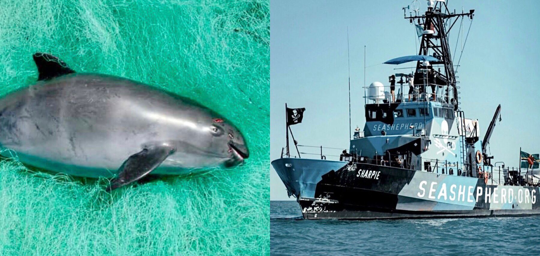 Mexico Teams Up With Sea Shepherd To Cement New Plan To Help Save The Last  20 Vaquita Remaining In The Wild - World Animal News