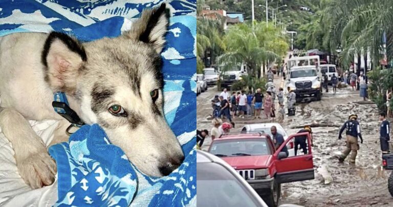 WAN Exclusive With Wet Noses Rescue After Hurricane Roslyn Hits Nayarit, Mexico, Over The Weekend; Help Needed!