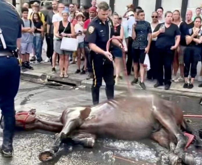 Heartbreaking News As Ryder The Abused Carriage Horse Dies Two Months After Collapsing & Being Whipped By Owner Ian McKeever In NYC - World Animal News