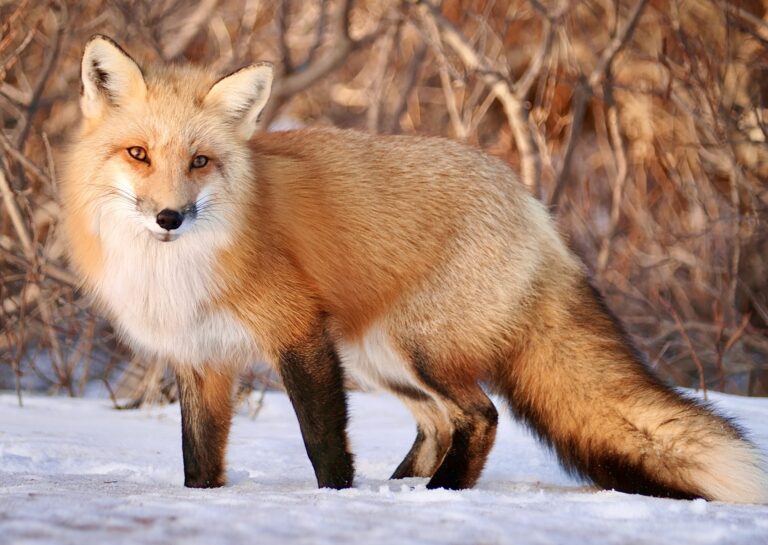Victory! Frasers Group Is The Latest Global Luxury Retailer To Go Fur-Free; New Policy Begins In 2023