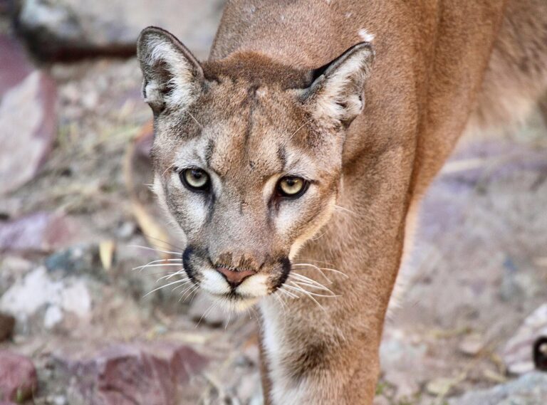 WAN Update On The Male Mountain Lion Found Yesterday In Brentwood, California, That Was Safely Relocated Back Into The Wild