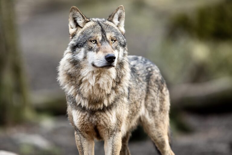 $51,100 Reward Offered For Information On Washington Wolf Poisonings After Two More Tragic Wolf Deaths Are Confirmed