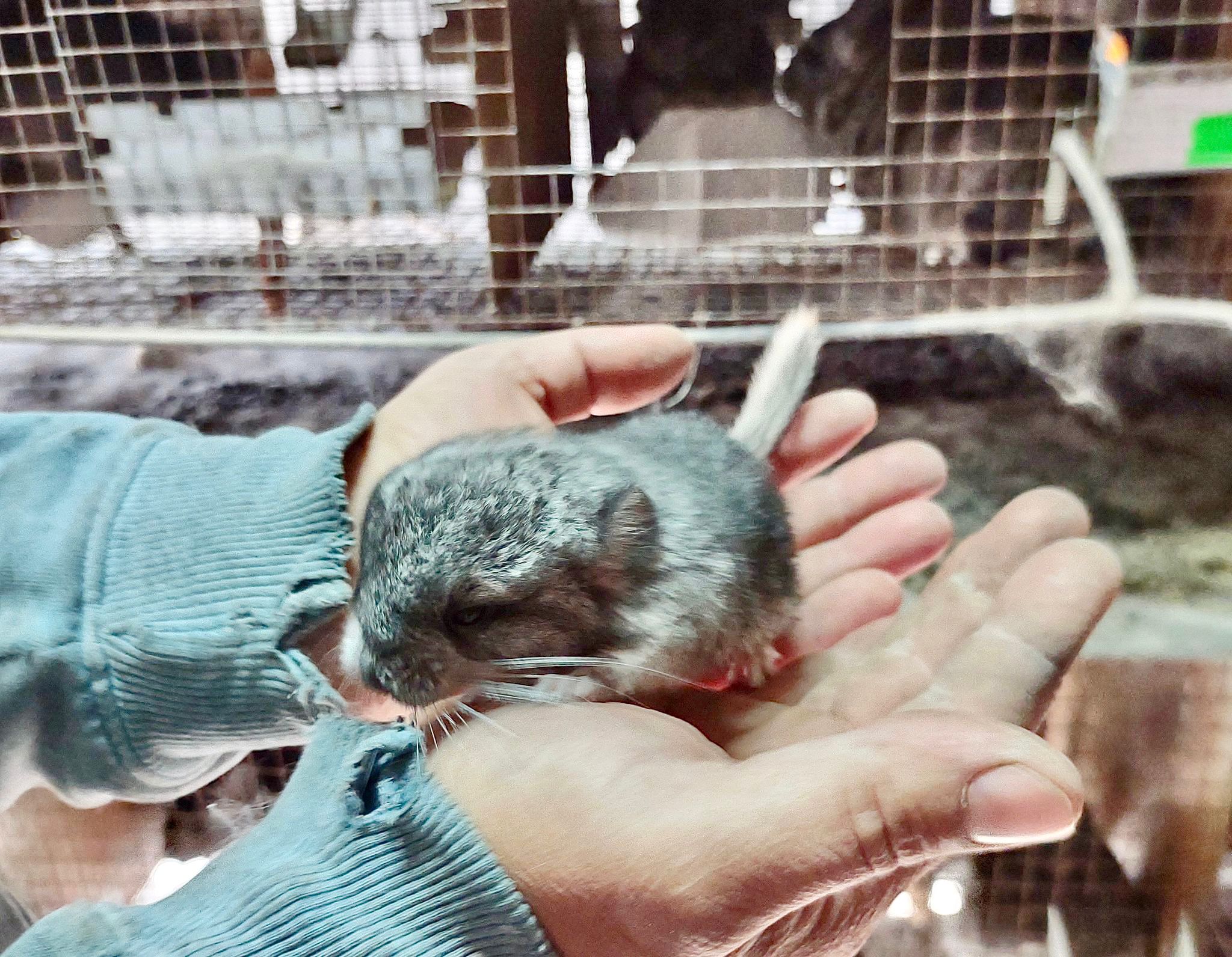 Chinchilla hot sale and mink