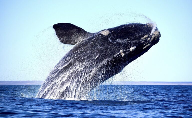 Race To Save The Critically Endangered North Atlantic Right Whale Continues As Their Population Drops To Only 340 Remaining In The Wild