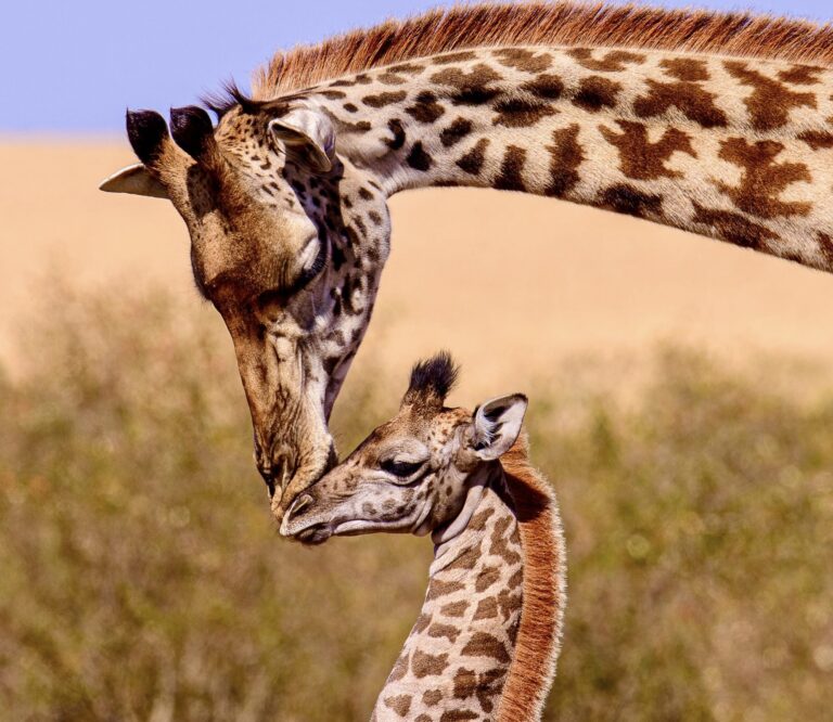 The European Parliament Votes To Increase Protection Of Endangered Species; Calls For Ending The Illegal Wildlife Trade By 2025