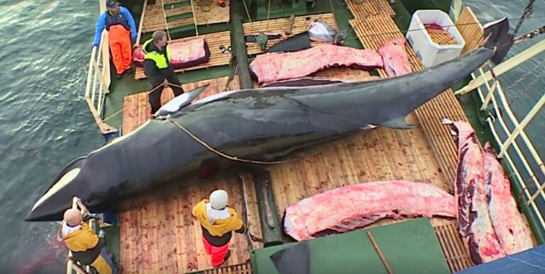 Heartbreaking News As Norwegian Whalers Slaughter More Than 580 Whales During The 2022 Season, The Highest Number In Six Years