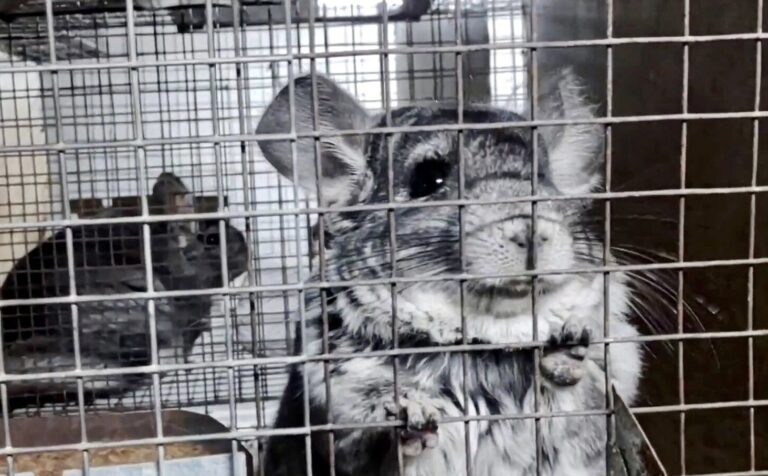 Shocking Undercover Investigation Of Romania’s Chinchilla Fur Farms Leads To Introduction Of New Bill In Parliament To End The Fur Trade