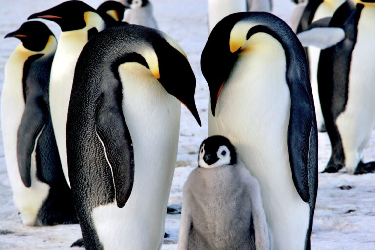 Breaking! Emperor Penguins Will Now Be A Protected Species Under The U.S. Endangered Species Act
