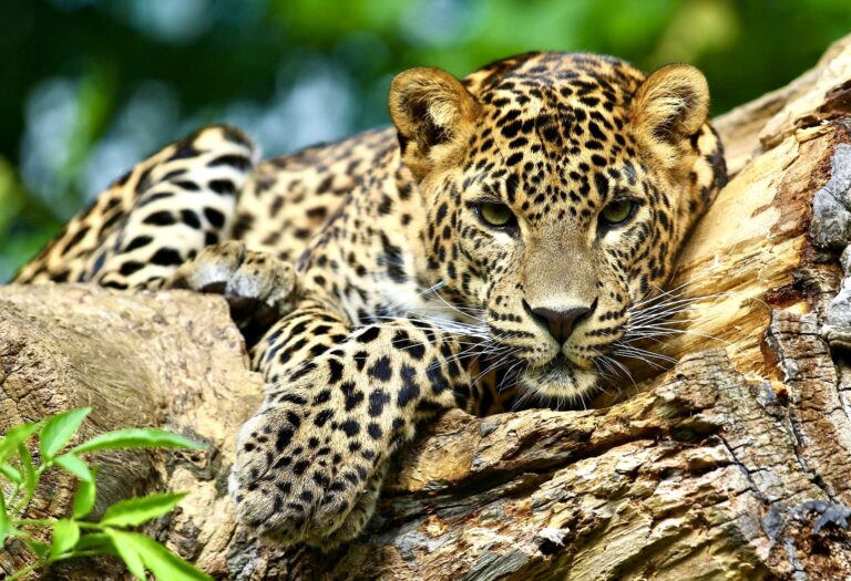 Heartbreaking News As Nearly 70% Of Wildlife Populations Around The World Have Been Wiped Out Since 1970