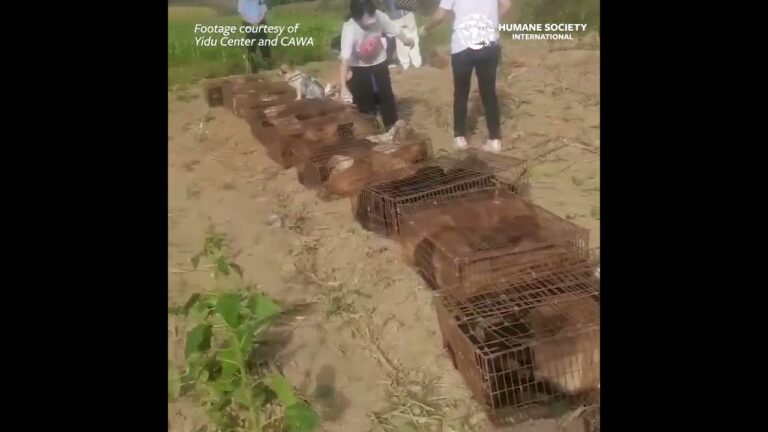 Heartbreaking News As 370 Dogs & Cats Die On Board Slaughterhouse Truck Headed For Brutal Meat Trade In China; Survivors Were Rescued