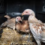 IN Cockfighting Seizure