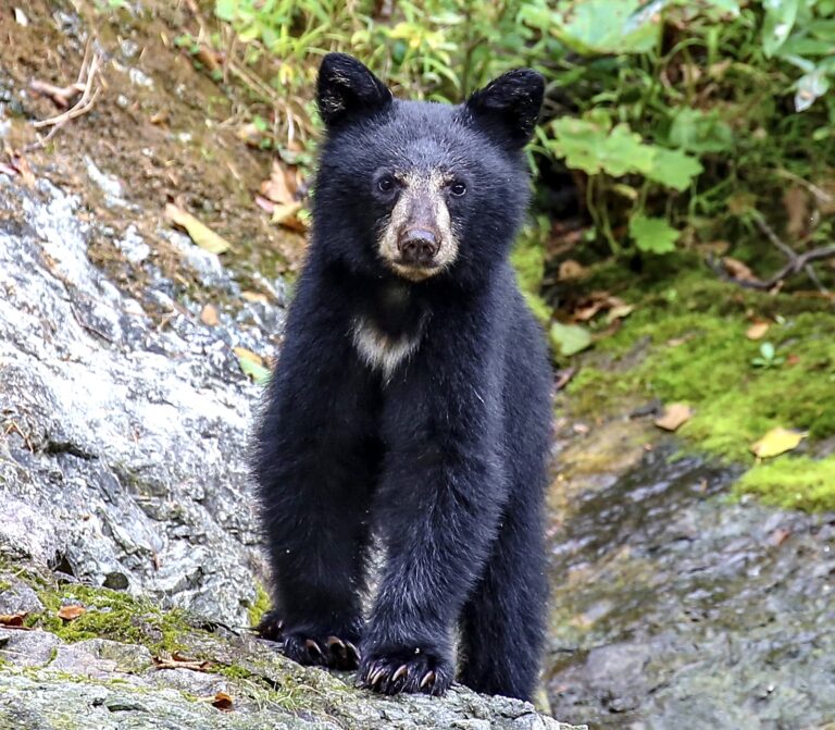New Jersey’s Sickening Trophy Hunt Of Black Bears Is Taking Place This December; Stop The Hunt!