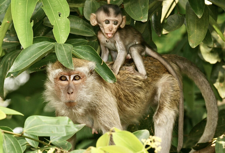 Corrupt Cambodian Officials Among Those Indicted For Smuggling Endangered Long-Tailed Macaques Into The U.S. For Experiments
