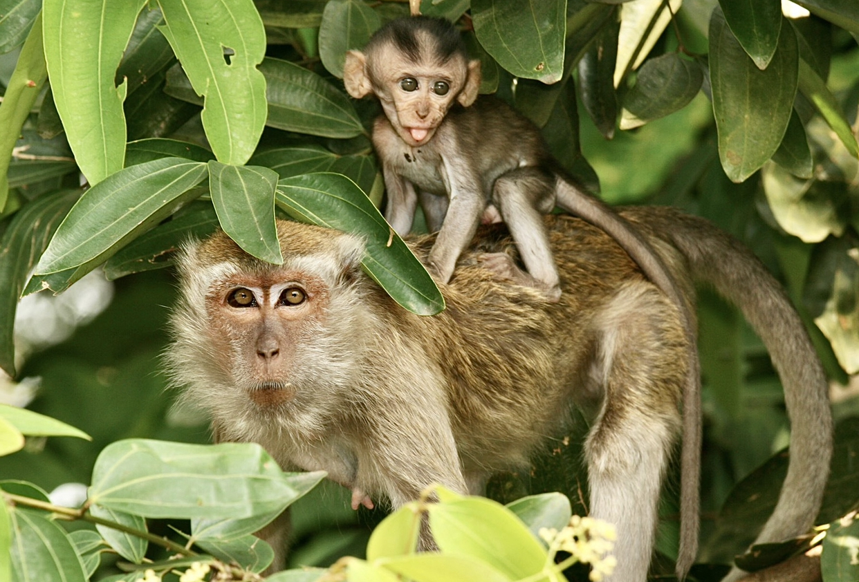 A monkey helped harvest and husking the coconut. Long-tailed monkeys or  long-tailed macaque in Pariaman, not just animals that live in the wild,  but these monkeys are also utilized by the local