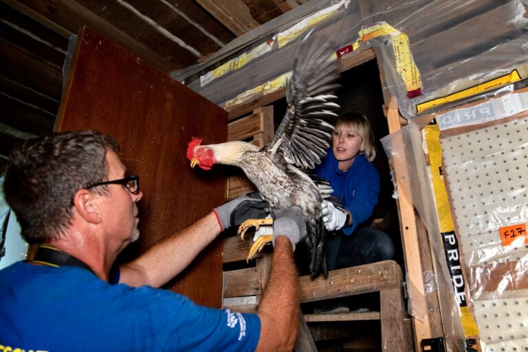 The Humane Society Of The United States Helps Shut Down Alleged Cockfighting Operation In Wells County, Indiana