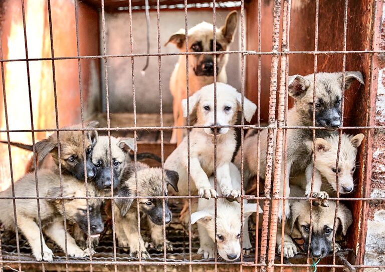 South Koreans In Their 20s Feel Pressured By Their Elders To Consume Dog Meat Despite The Majority Of The Country Supporting A Ban