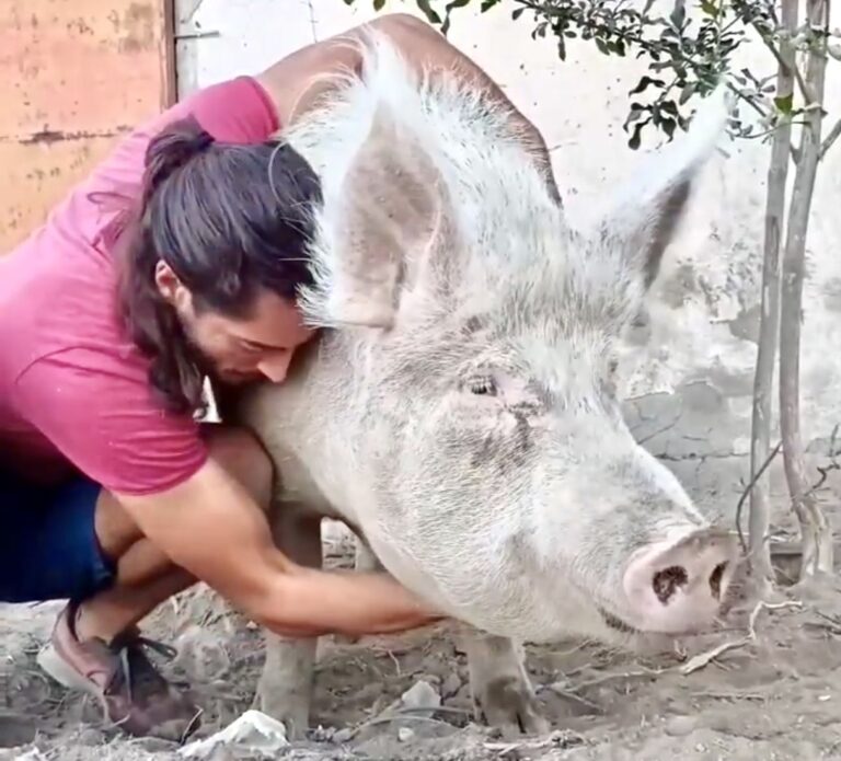Victory! Roman Court Spares The Lives Of Over 100 Rescued Pigs After There Was A Proposal To Kill Them Over African Swine Fever