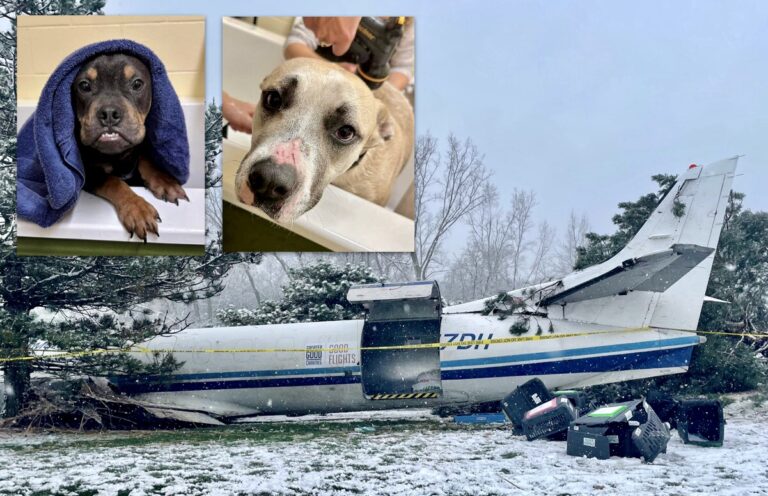 A Miracle As Three People & 53 Rescue Dogs Are Safe After Plane Crash In Wisconsin; Animals Are Available For Adoption