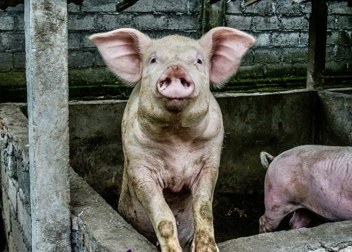 First-Of-Its-Kind Research Reveals The Staggering Impact Factory Farming In  Canada Has On Our Climate - World Animal News