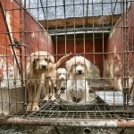 South Korea Dog Meat Farm Rescue (Farm 13)