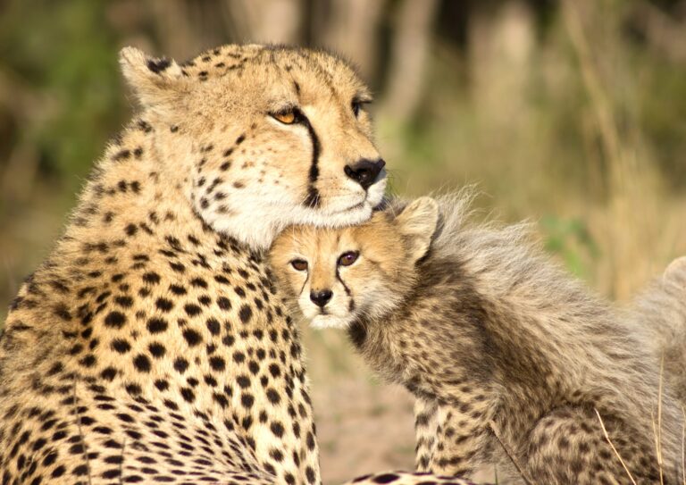 Kenya’s Severe Drought Continues To Worsen As Hundreds Of Threatened & Endangered Species Lose Their Lives