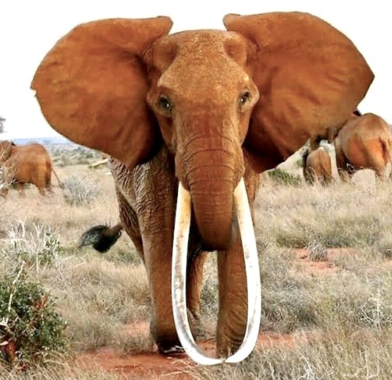 Dida, Africa’s Largest Female Big Tusker Has Sadly Passed Away Of Old Age In Kenya