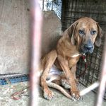 South Korea Dog Meat Farm Rescue