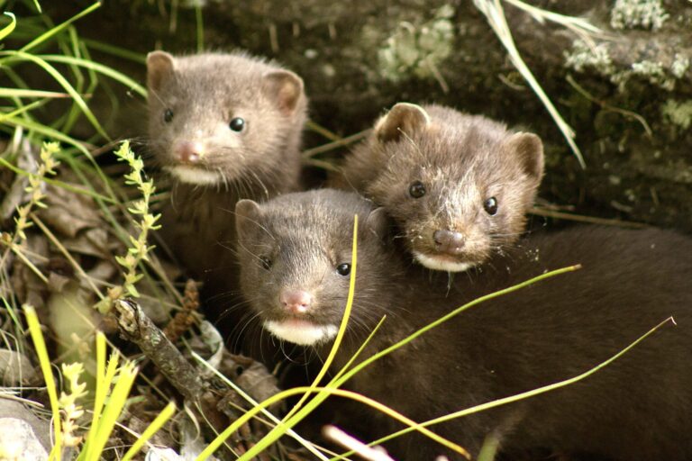 25,000-40,000 Minks Were Set Free From A Fur Farm In Ohio; 10,000 Of Them Remain Unaccounted For