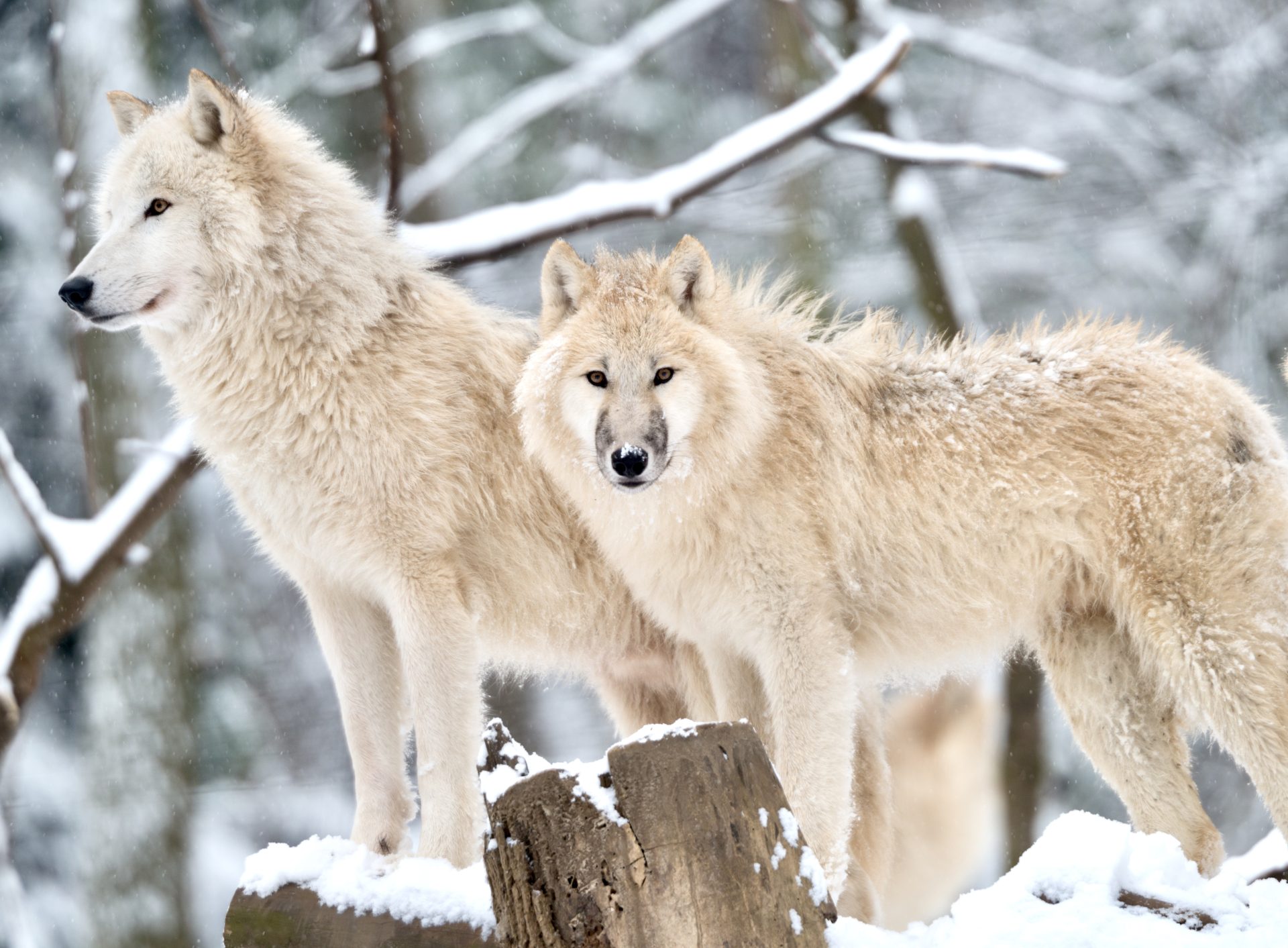 Wildlife Groups Sue The State Of Montana To Stop The Senseless Wolf ...