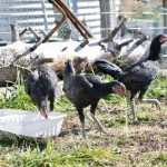 IN Cockfighting Seizure