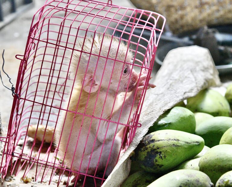Undercover Investigation Exposes Wildlife Trafficking In Mexico; Imperiled Species For Sale In Digital Marketplaces On Social Media