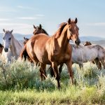 Herd of Montana Ranch horses