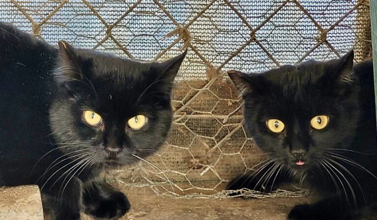 WAN Exclusive: A Mama Feral Cat & Her Kitten Are Gifted A Miraculous New Life Together At California’s Largest No-Kill Cat Sanctuary