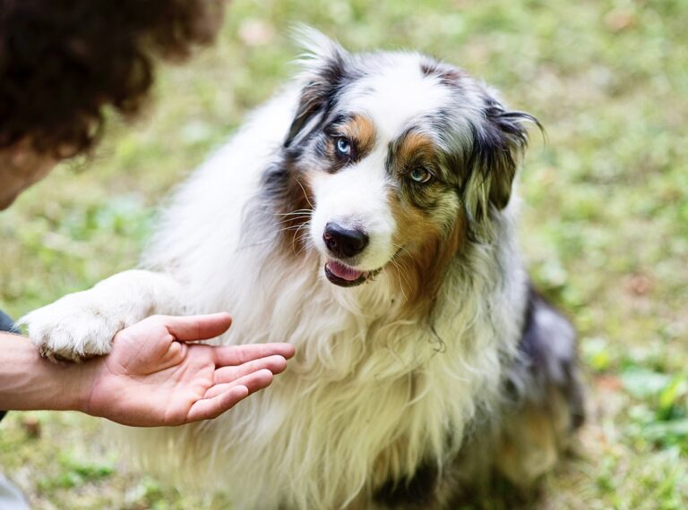 Queensland, Australia, Passes Stricter Animal Welfare Laws For The First Time In More Than Two Decades