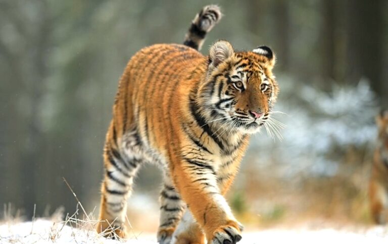 Major Victory! President Biden Signs The Big Cat Public Safety Act Into Law
