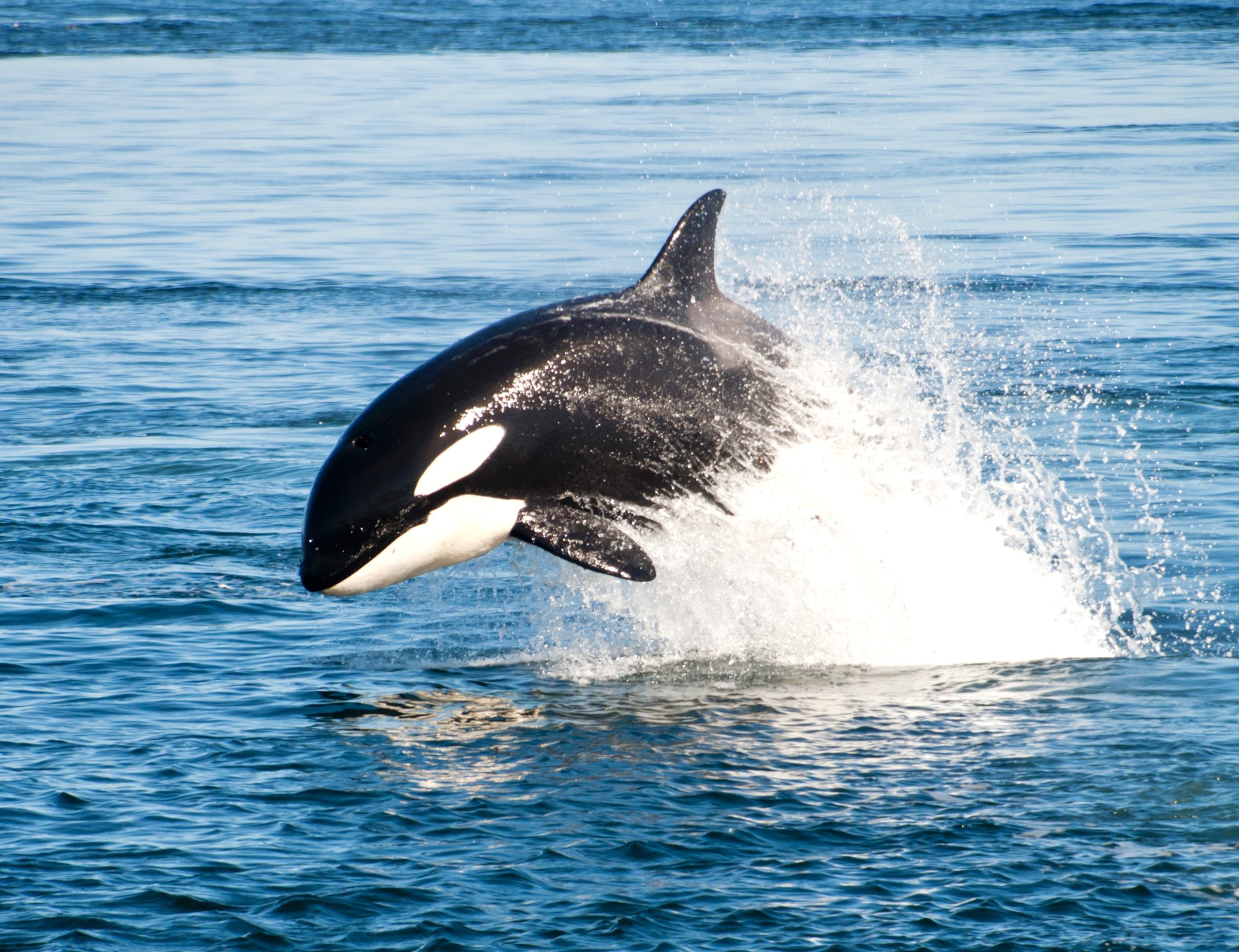 73 Endangered Southern Resident Orcas Remain In The Wild; New ...