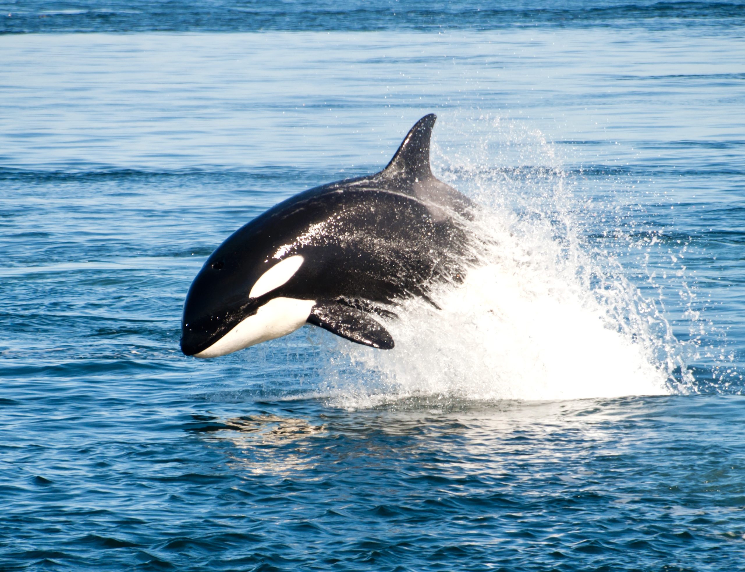 73 Endangered Southern Resident Orcas Remain In The Wild; New