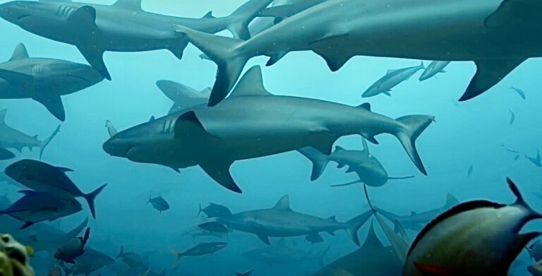 Victory! President Biden Signs The Shark Fin Sales Elimination Act Helping To Protect Sharks In The U.S.