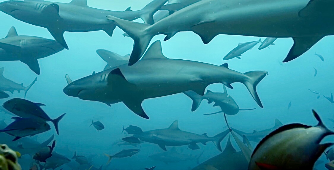 Oceana - Today, the U.S. Senate passed the Shark Fin Sales