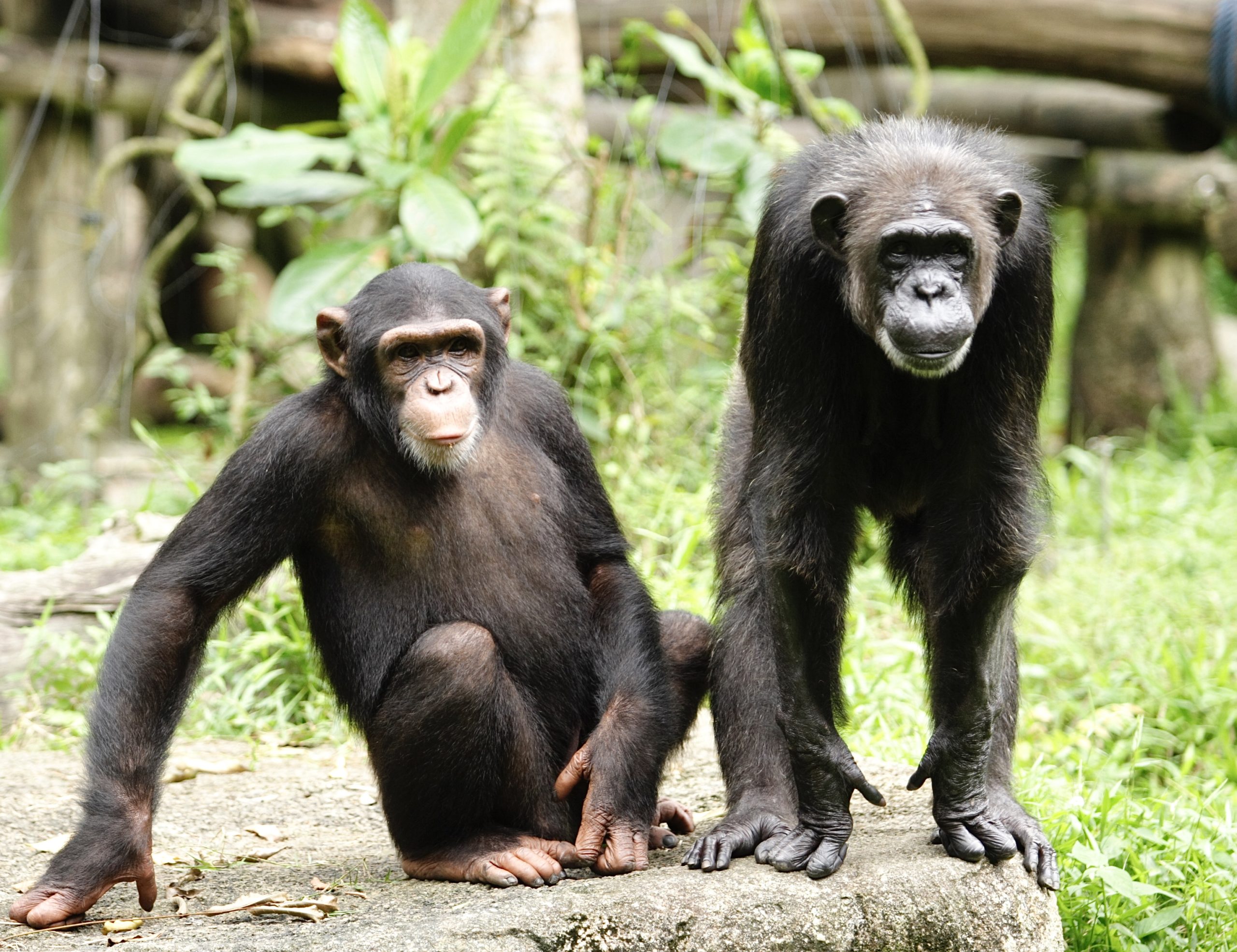 Two dark brown chimpanzees enjoying a day in the wildlife - World