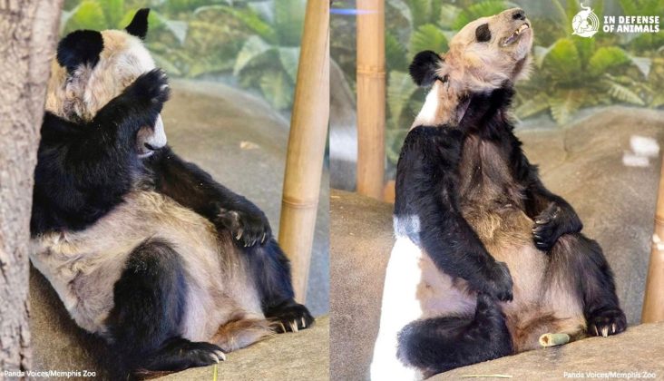 Victory! Suffering Pandas YaYa & LeLe At The Memphis Zoo Will Finally