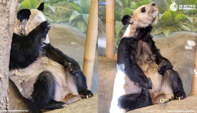 Victory! Suffering Pandas YaYa & LeLe At The Memphis Zoo Will Finally Be Sent To A Sanctuary In China