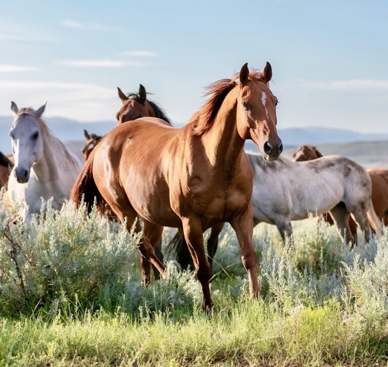 Breaking! 35 Suspects Arrested & 80 Horses Rescued From Dismantled Criminal Horse Meat Gang In Spain