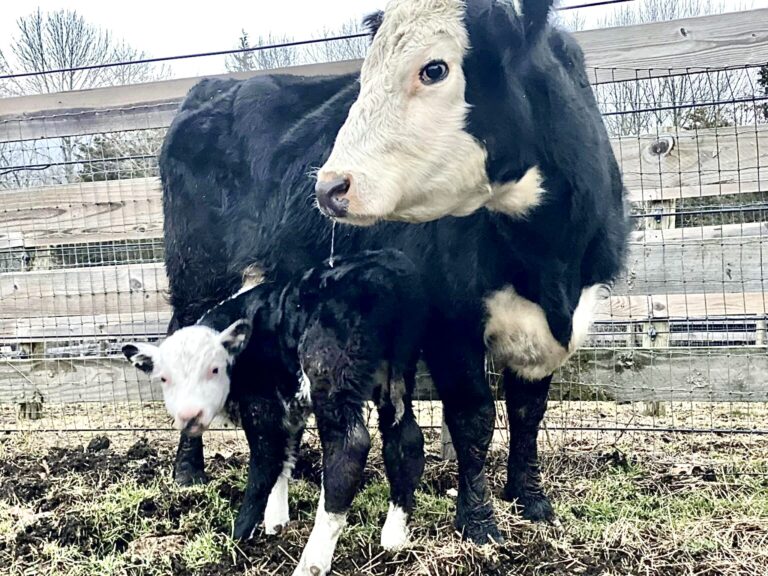 WAN Exclusive With Mike Stura On The Harrowing Rescue By Skylands Animal Sanctuary Of A Mama Cow & Her Surprise Baby